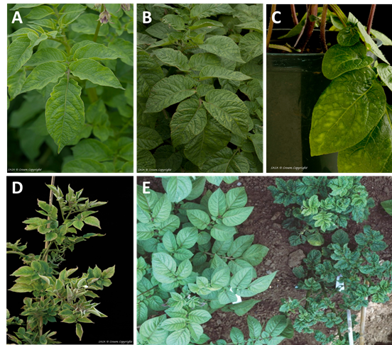 Potato Viruses Symptoms AHDB